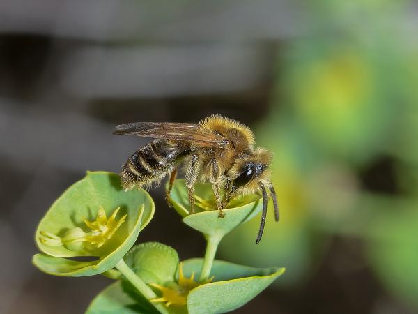 Les abeilles sauvages de Suisse Andrène dorsale - Andrena dorsata