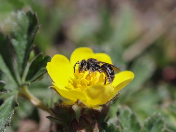 Les abeilles sauvages de Suisse  - Andrena falsifica