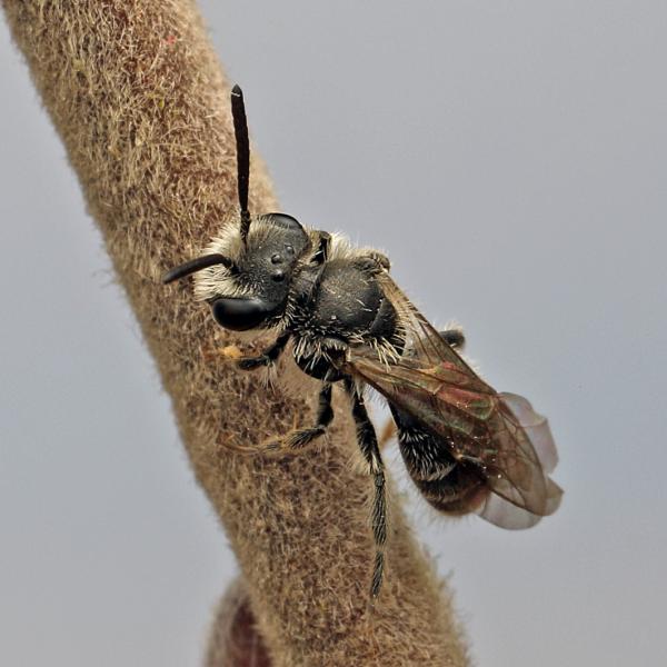 Les abeilles sauvages de Suisse  - Andrena falsifica