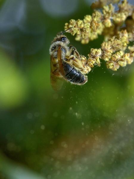 Les abeilles sauvages de Suisse Andrène du Chène - Andrena ferox