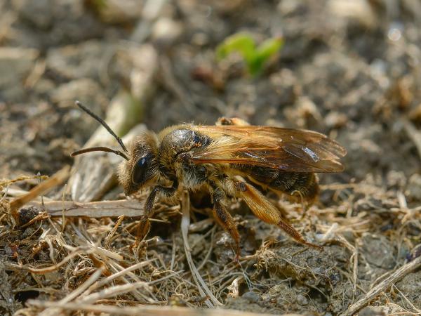 Les abeilles sauvages de Suisse Andrène du Chène - Andrena ferox