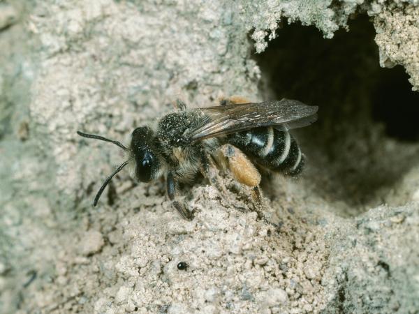 Les abeilles sauvages de Suisse Andrène à pattes jaunes - Andrena flavipes