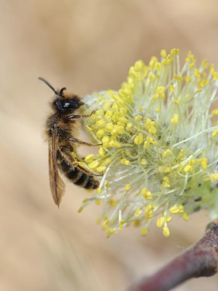 Les abeilles sauvages de Suisse Andrène à pattes jaunes - Andrena flavipes