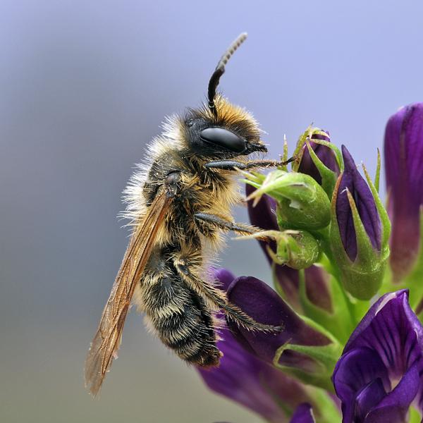 Les abeilles sauvages de Suisse Andrène à pattes jaunes - Andrena flavipes