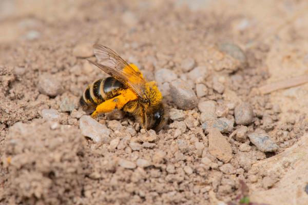 Les abeilles sauvages de Suisse Andrène à pattes jaunes - Andrena flavipes