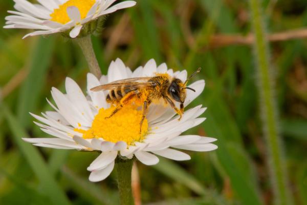 Les abeilles sauvages de Suisse Andrène à pattes jaunes - Andrena flavipes