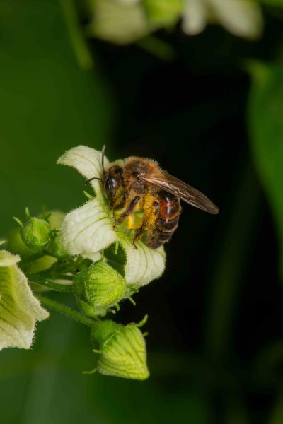 Wildbienen der Schweiz  - Andrena florea