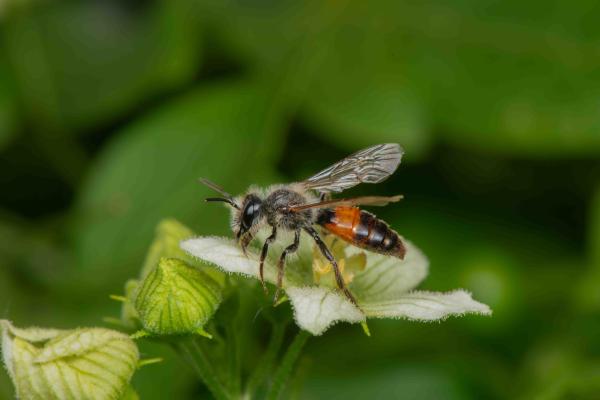 Wildbienen der Schweiz  - Andrena florea