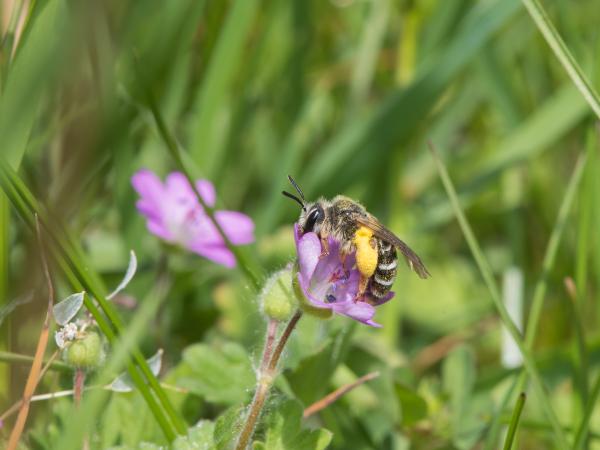 Les abeilles sauvages de Suisse Andrène fourchue - Andrena florivaga