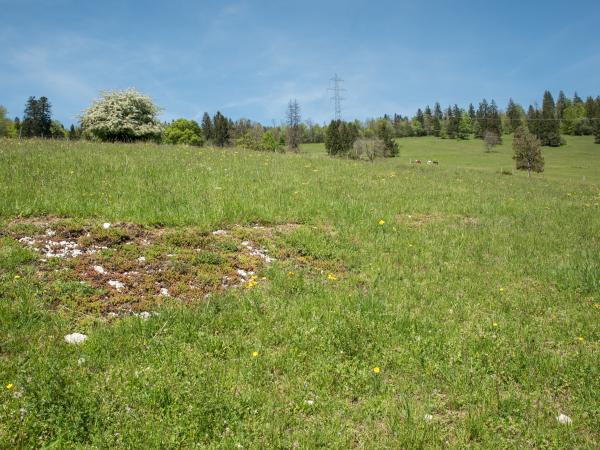 Les abeilles sauvages de Suisse Andrène fourchue - Andrena florivaga