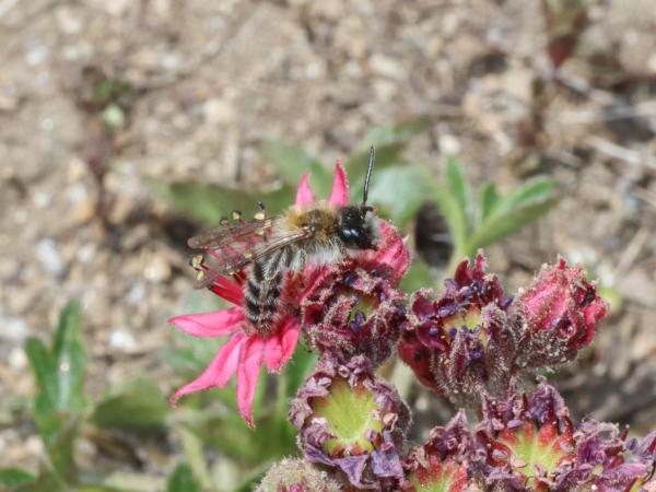 Les abeilles sauvages de Suisse  - Andrena freygessneri