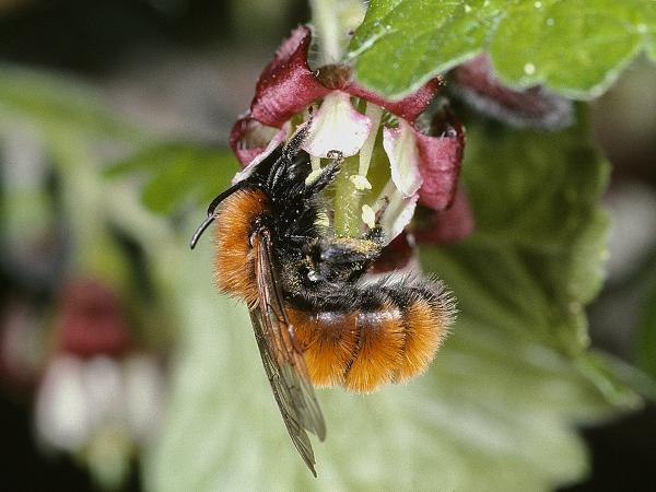 Les abeilles sauvages de Suisse  - Andrena fulva