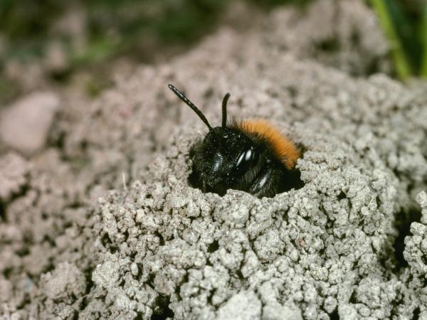 Les abeilles sauvages de Suisse  - Andrena fulva