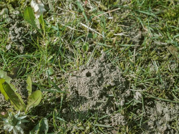 Les abeilles sauvages de Suisse  - Andrena fulva