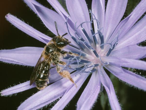 Les abeilles sauvages de Suisse Andrène blonde - Andrena fulvago