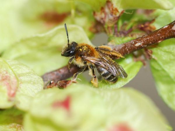 Les abeilles sauvages de Suisse Andrène fulvette - Andrena fulvata