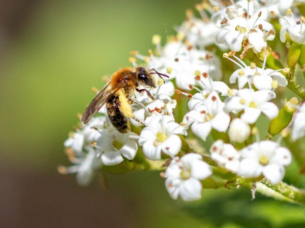 Les abeilles sauvages de Suisse Andrène fulvette - Andrena fulvata