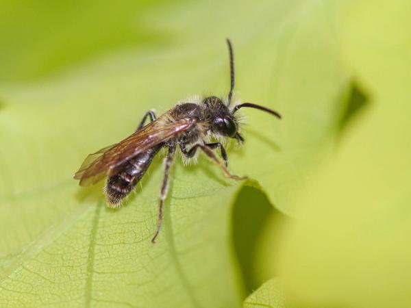 Les abeilles sauvages de Suisse Andrène fulvette - Andrena fulvata