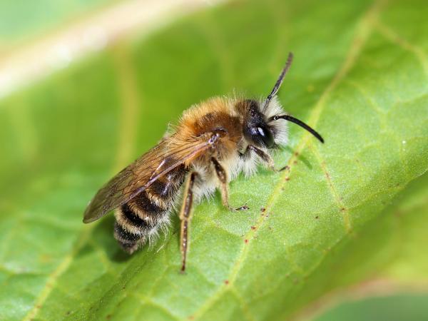 Les abeilles sauvages de Suisse Andrène gravide - Andrena gravida