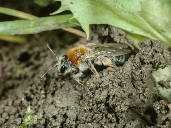 Les abeilles sauvages de Suisse Andrène cul-rouille - Andrena haemorrhoa