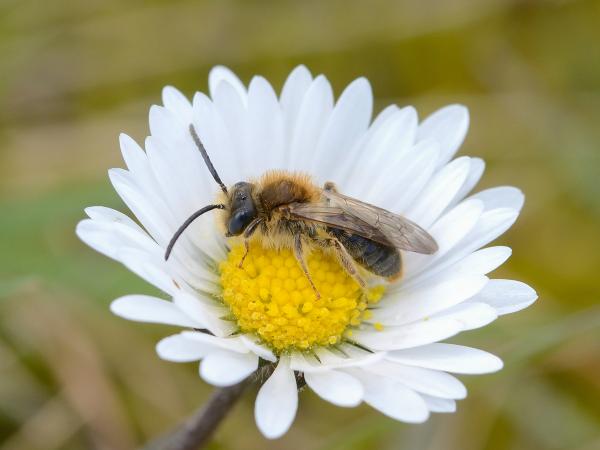 Les abeilles sauvages de Suisse Andrène cul-rouille - Andrena haemorrhoa