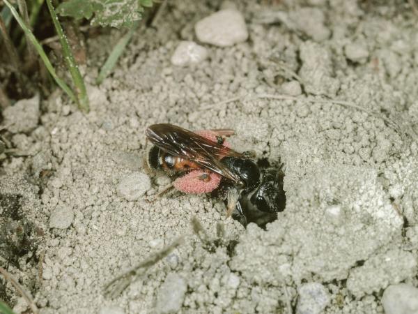Les abeilles sauvages de Suisse Andrène de la Knautie - Andrena hattorfiana