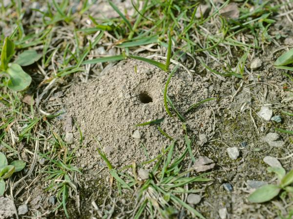 Les abeilles sauvages de Suisse Andrène humble - Andrena humilis