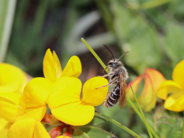 Les abeilles sauvages de Suisse  - Andrena intermedia