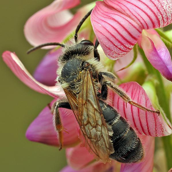Les abeilles sauvages de Suisse  - Andrena intermedia