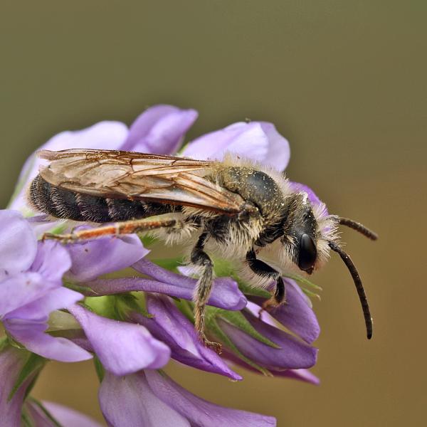 Les abeilles sauvages de Suisse  - Andrena intermedia