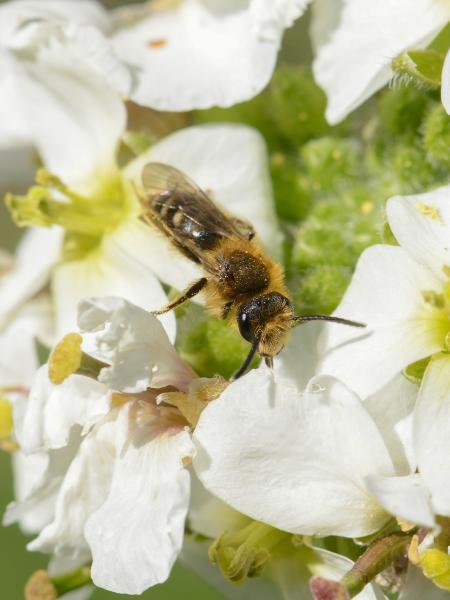 Les abeilles sauvages de Suisse Andrène deux-cellules - Andrena lagopus