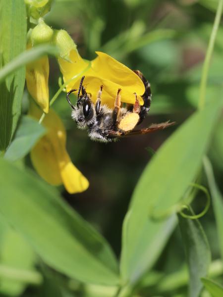 Les abeilles sauvages de Suisse Andrène de la Gesse - Andrena lathyri