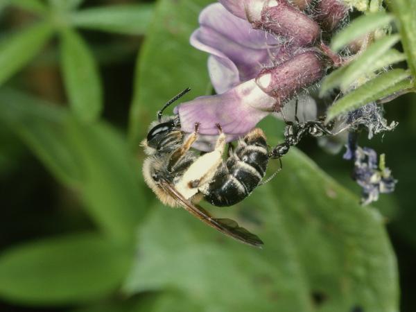 Les abeilles sauvages de Suisse Andrène de la Gesse - Andrena lathyri
