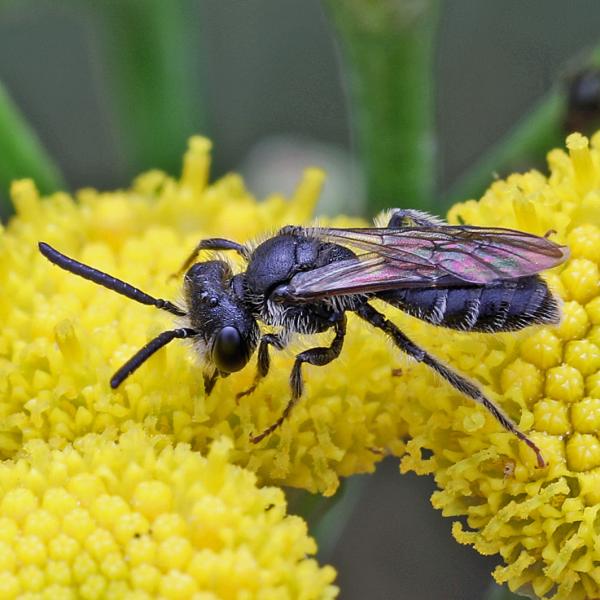 Les abeilles sauvages de Suisse  - Andrena minutula
