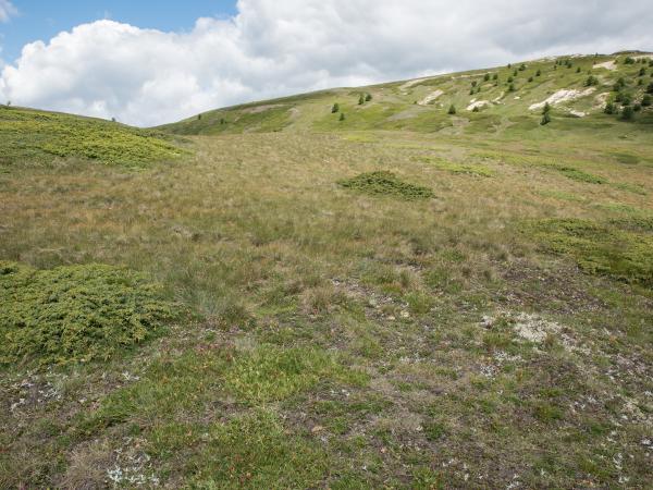 Les abeilles sauvages de Suisse  - Andrena montana
