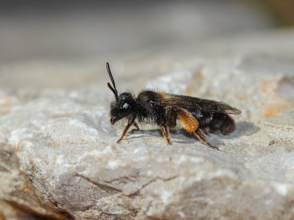Les abeilles sauvages de Suisse  - Andrena amieti