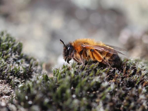 Les abeilles sauvages de Suisse Andrène noire-bronze - Andrena nigroaenea