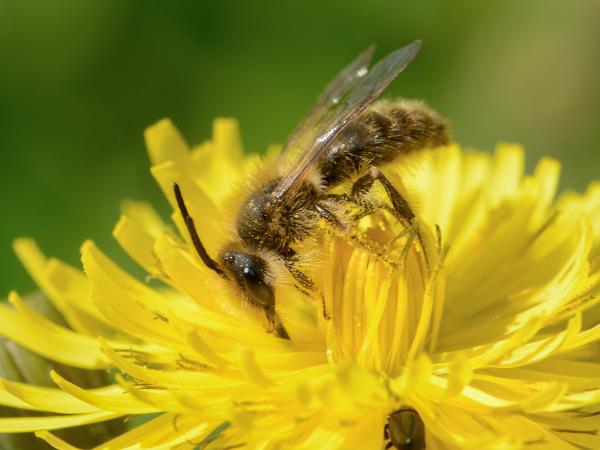 Les abeilles sauvages de Suisse Andrène noir-olive - Andrena nigroolivacea