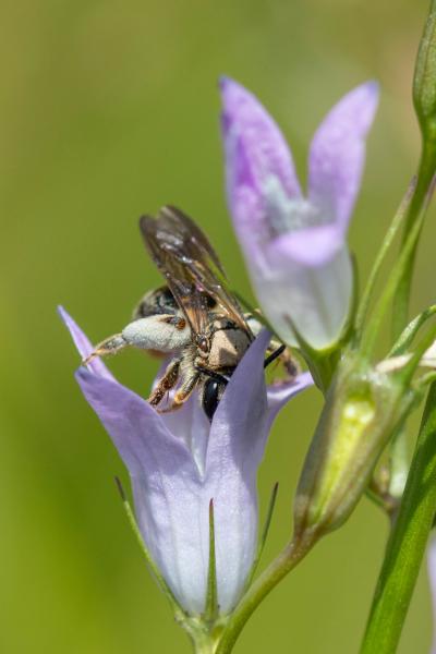 Les abeilles sauvages de Suisse Andrène de Pandelle - Andrena pandellei