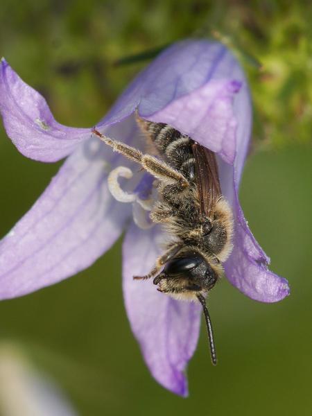 Les abeilles sauvages de Suisse Andrène de Pandelle - Andrena pandellei