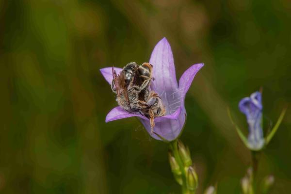 Les abeilles sauvages de Suisse Andrène de Pandelle - Andrena pandellei