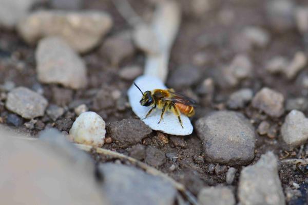 Les abeilles sauvages de Suisse  - Andrena pellucens