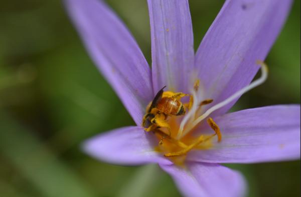 Les abeilles sauvages de Suisse  - Andrena pellucens