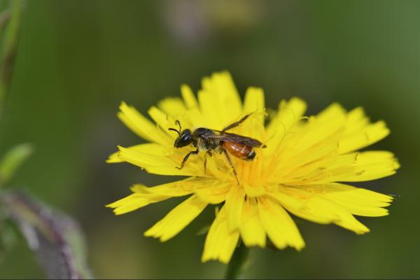 Les abeilles sauvages de Suisse  - Andrena pellucens