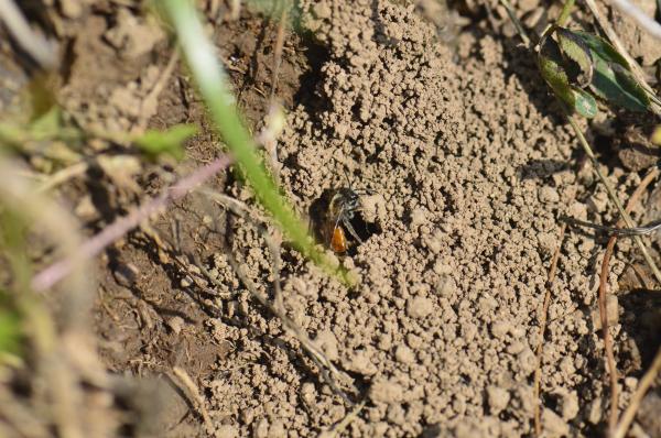 Les abeilles sauvages de Suisse  - Andrena pellucens