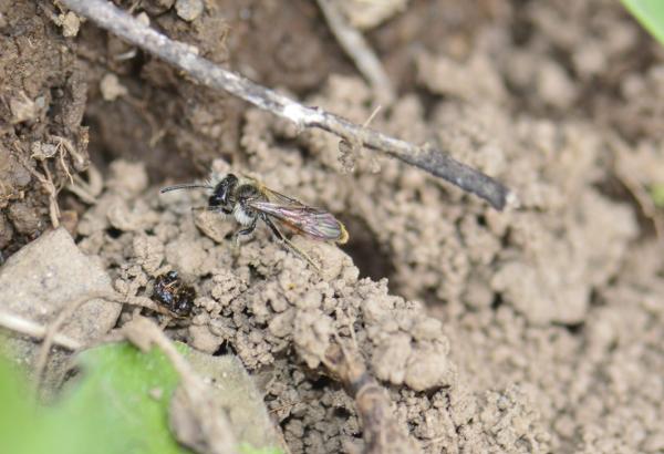 Les abeilles sauvages de Suisse  - Andrena pellucens