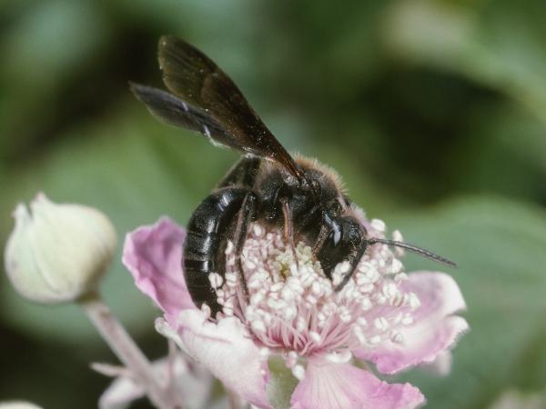 Les abeilles sauvages de Suisse Andrène pieds-poilus - Andrena pilipes