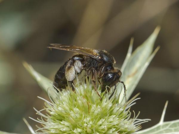 Les abeilles sauvages de Suisse Andrène pieds-poilus - Andrena pilipes