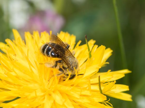 Wildbienen der Schweiz  - Andrena polita