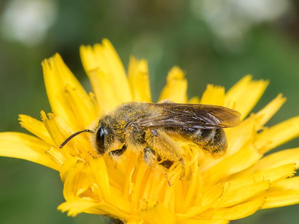 Wildbienen der Schweiz  - Andrena polita